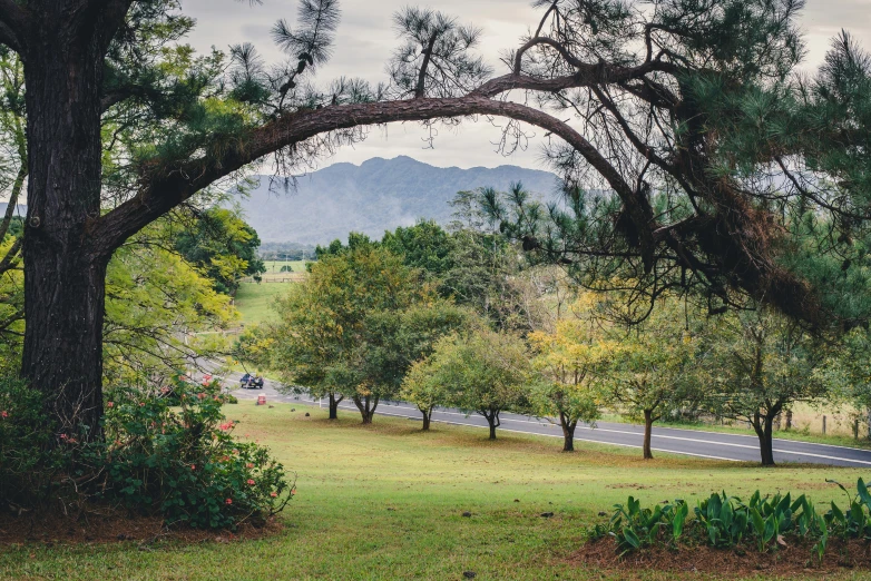 trees are all along the side of a road