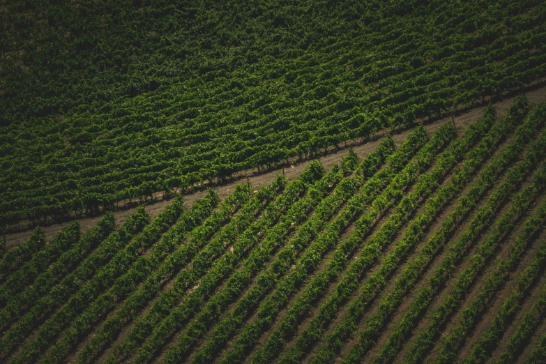 an aerial view of rows of green plants growing on farm land