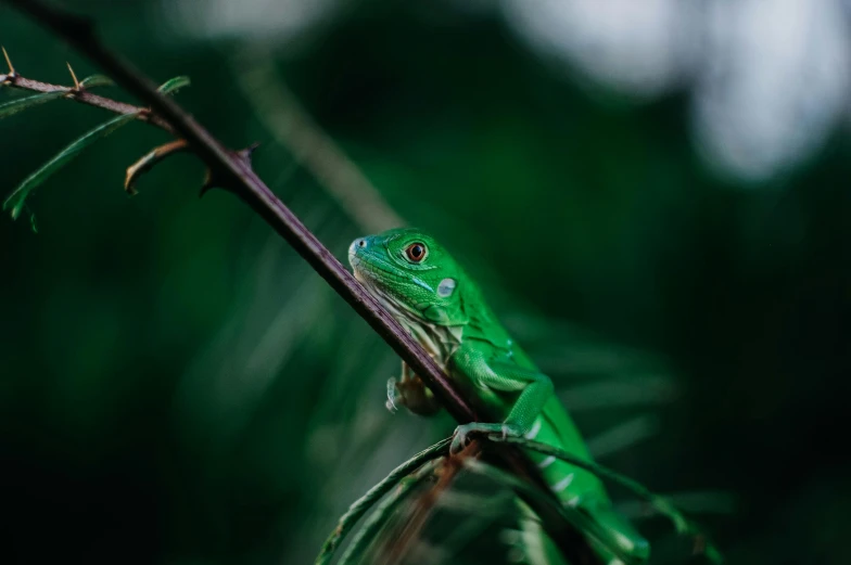 a green lizard sitting on a nch