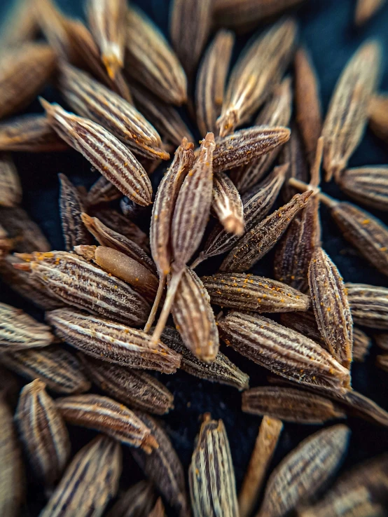 seeds lying in a pile on top of each other