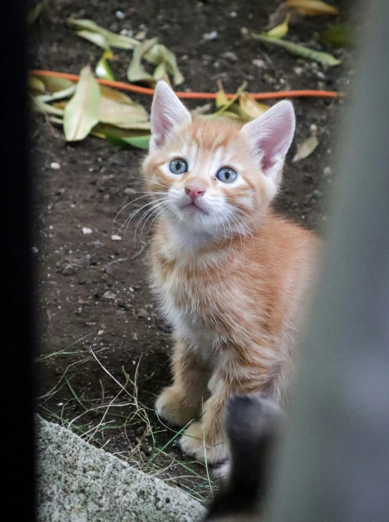 the kitten is outside and looking forward