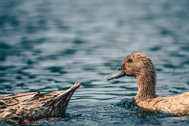 two ducks in the water with one duck staring