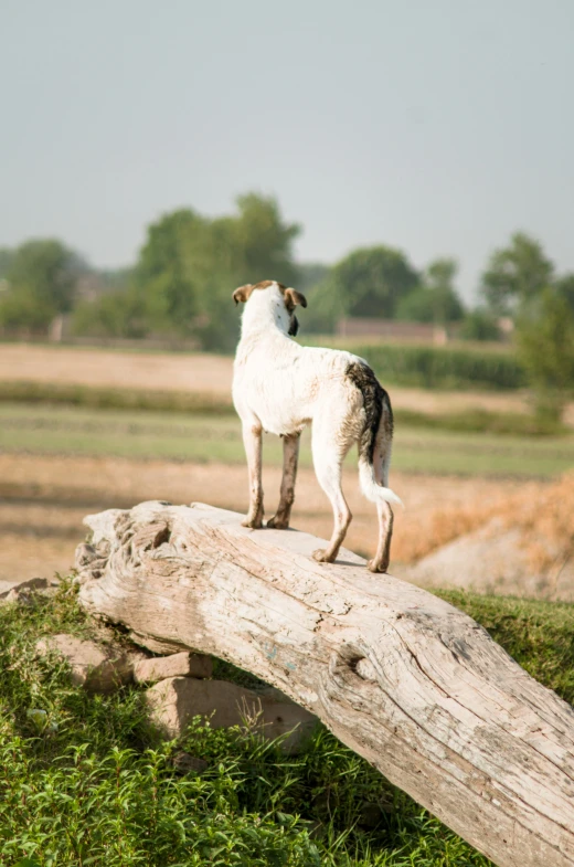 a goat standing on a fallen log in an open field
