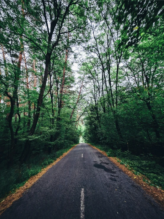 the road is surrounded by many trees on both sides