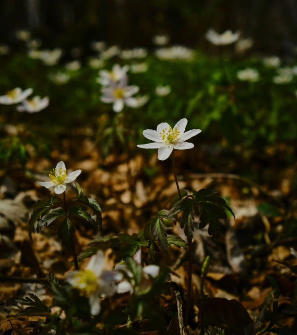 small white flowers are blooming through the leaves