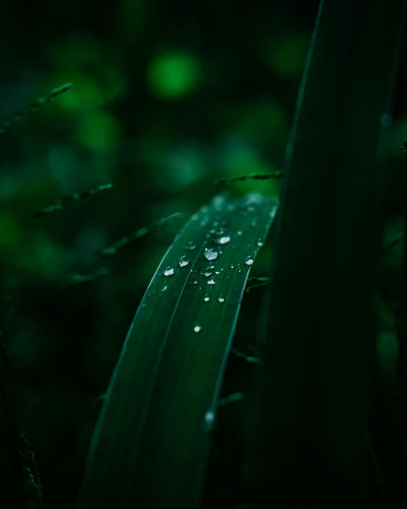 a wet blade of grass on the edge of a grassy field