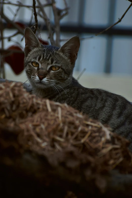 a grey and black cat laying on top of a pile of hay