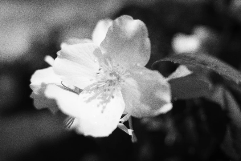 a close up of a flower on the stem of a plant