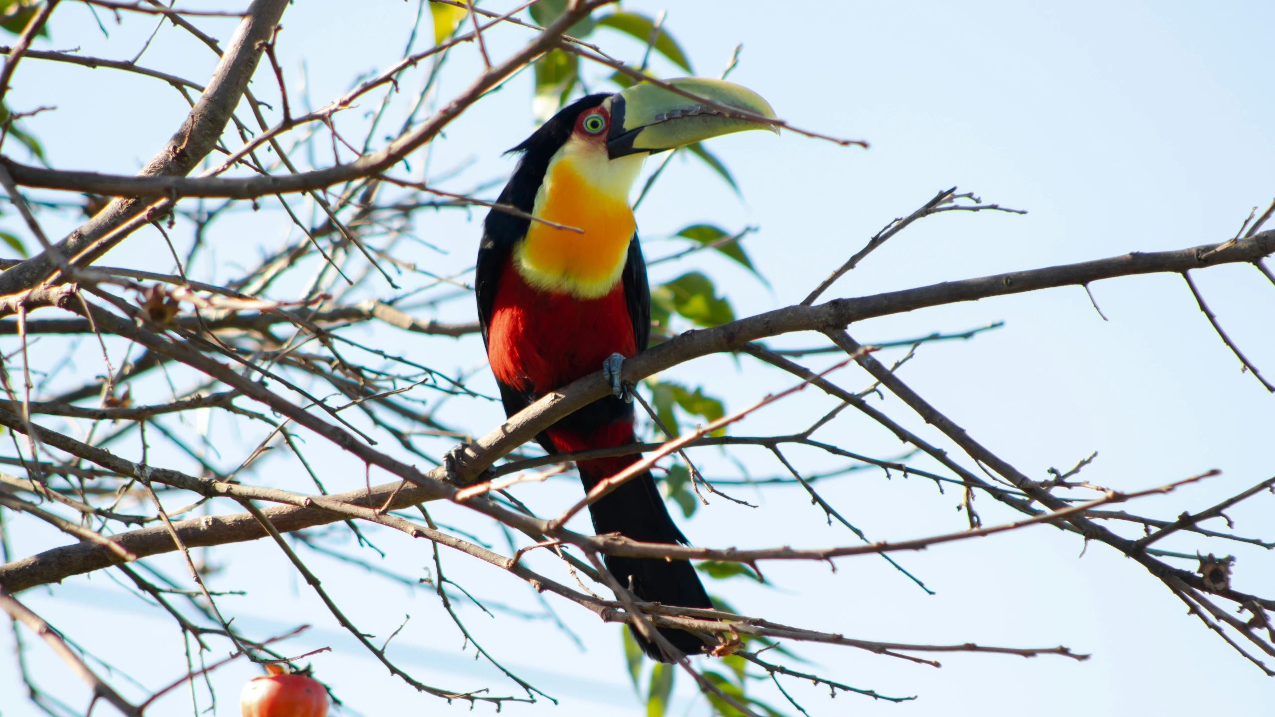 bird in the nches of tree with blue sky in the background