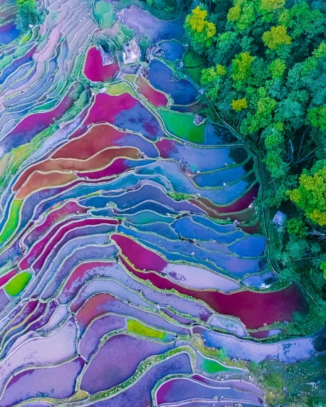 aerial view of an aerial po of colored rice