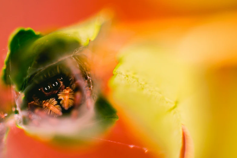 looking through the center of a flower at its surroundings