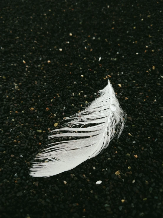 a white feather with black speckles laying on a ground