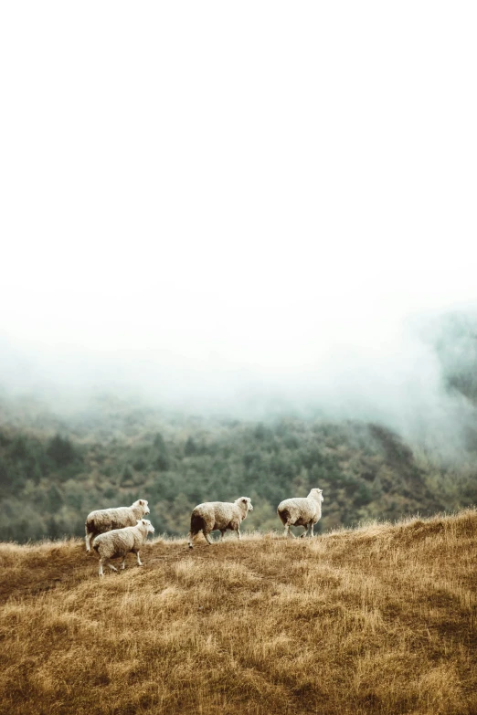 three sheep on a grassy hillside looking at the camera