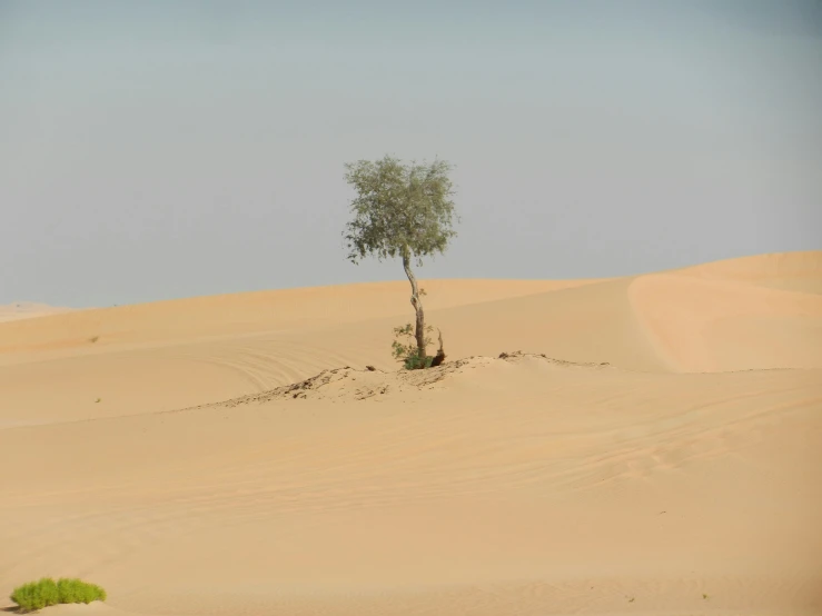 an empty tree stands in the middle of a desert