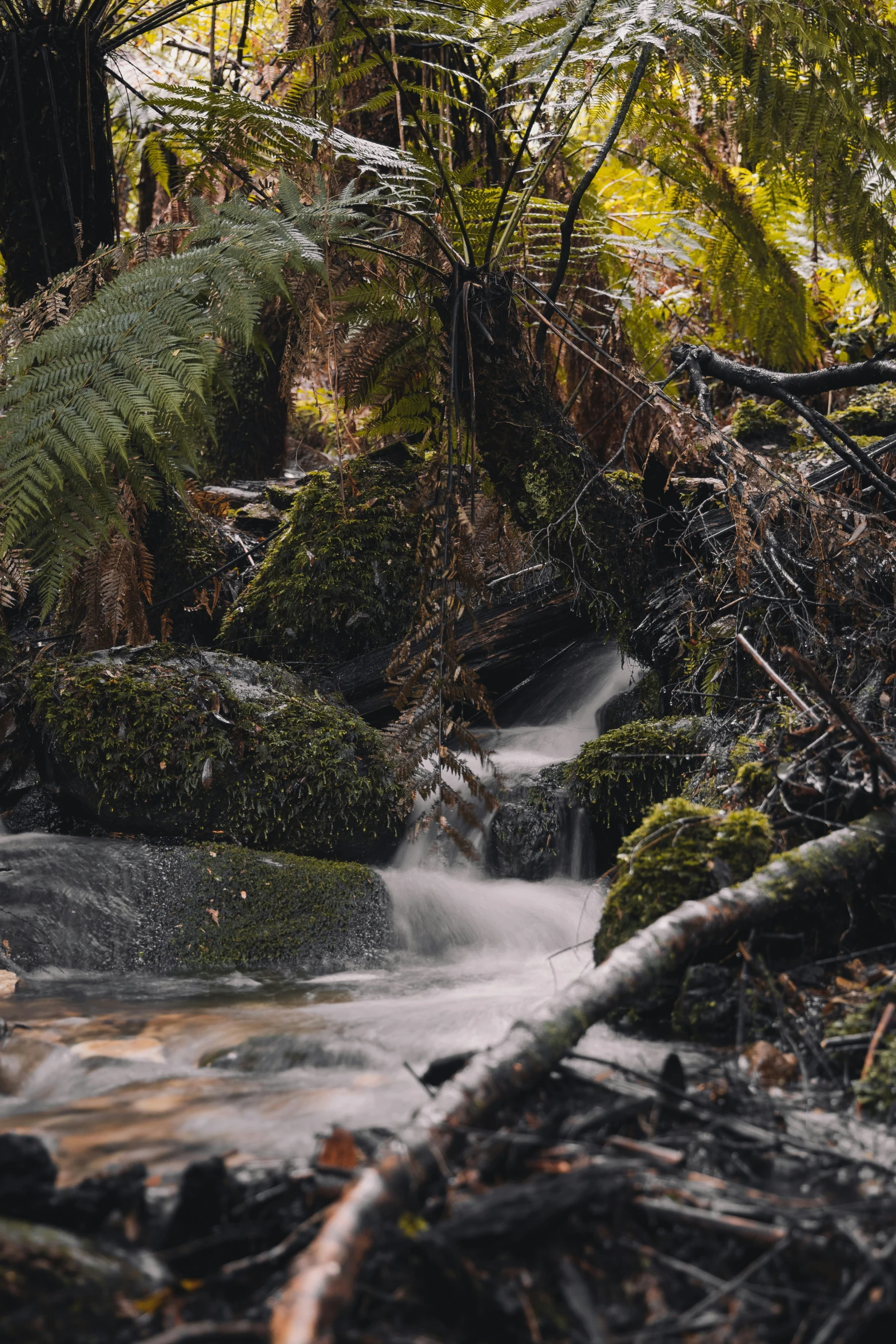 a small stream in the middle of a forest