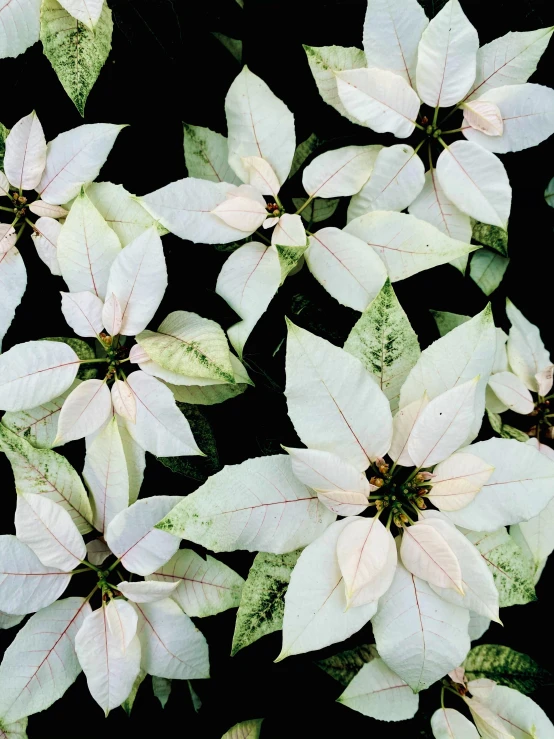 a bunch of white and green leaves