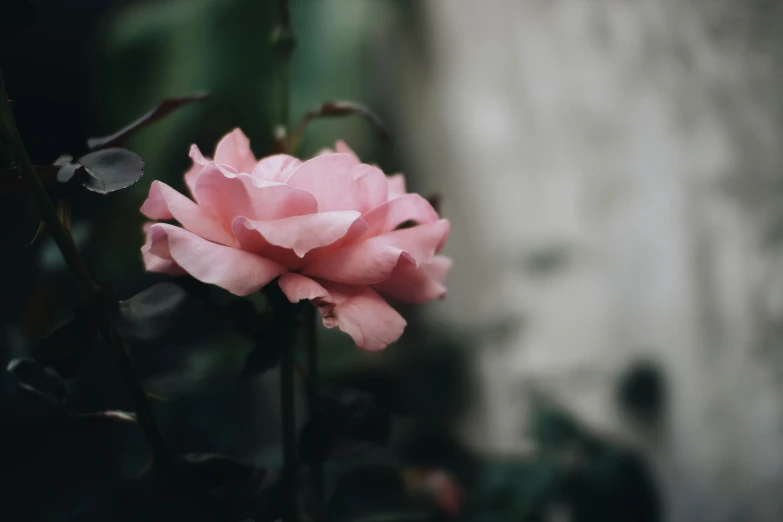 the pink flower is in front of an object