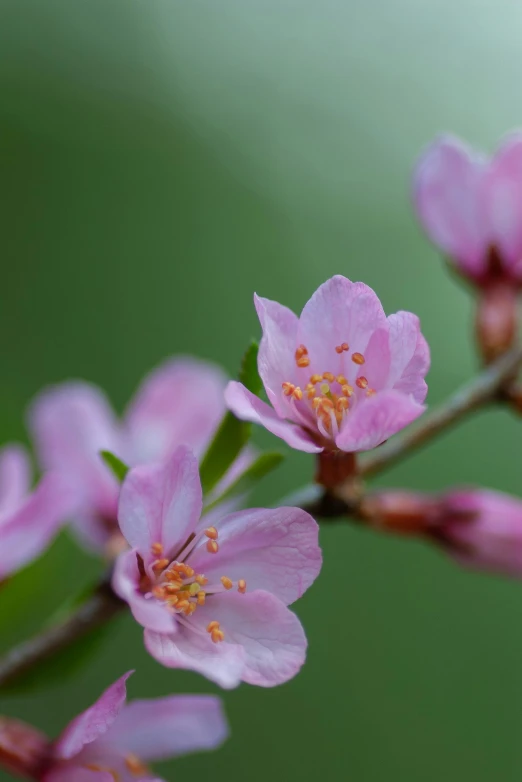 purple flowers with tiny little buds are on the stem