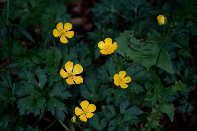 bright yellow flowers on green plants with lots of leaves