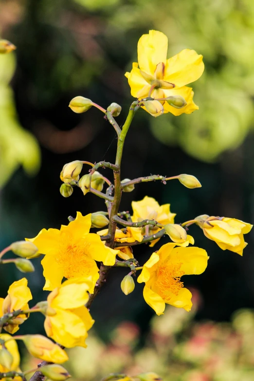 yellow flowers blooming from a tree in a field