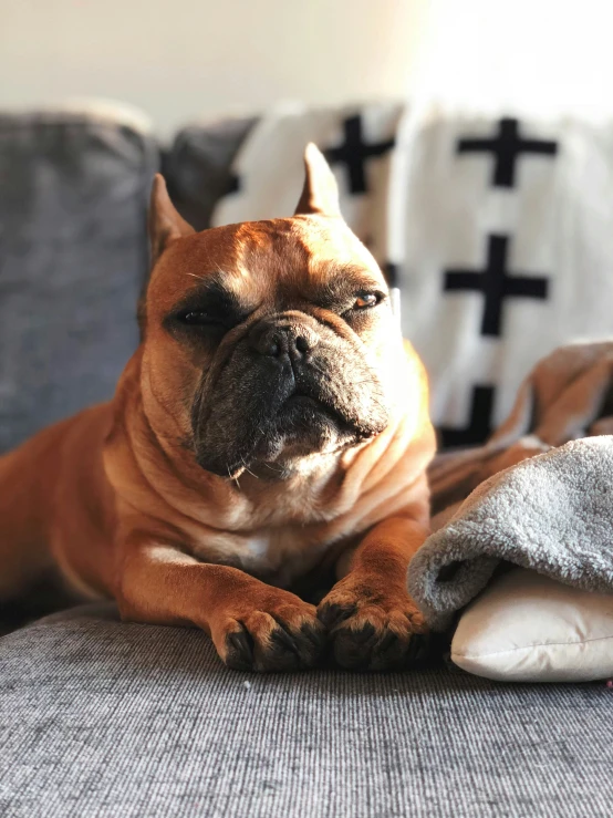 a bulldog sitting on the couch while wrapped in a towel