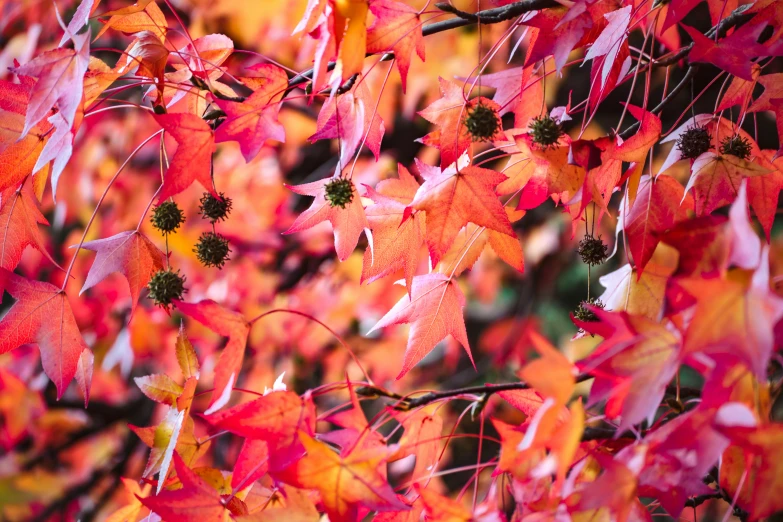 a tree filled with lots of colorful leaves