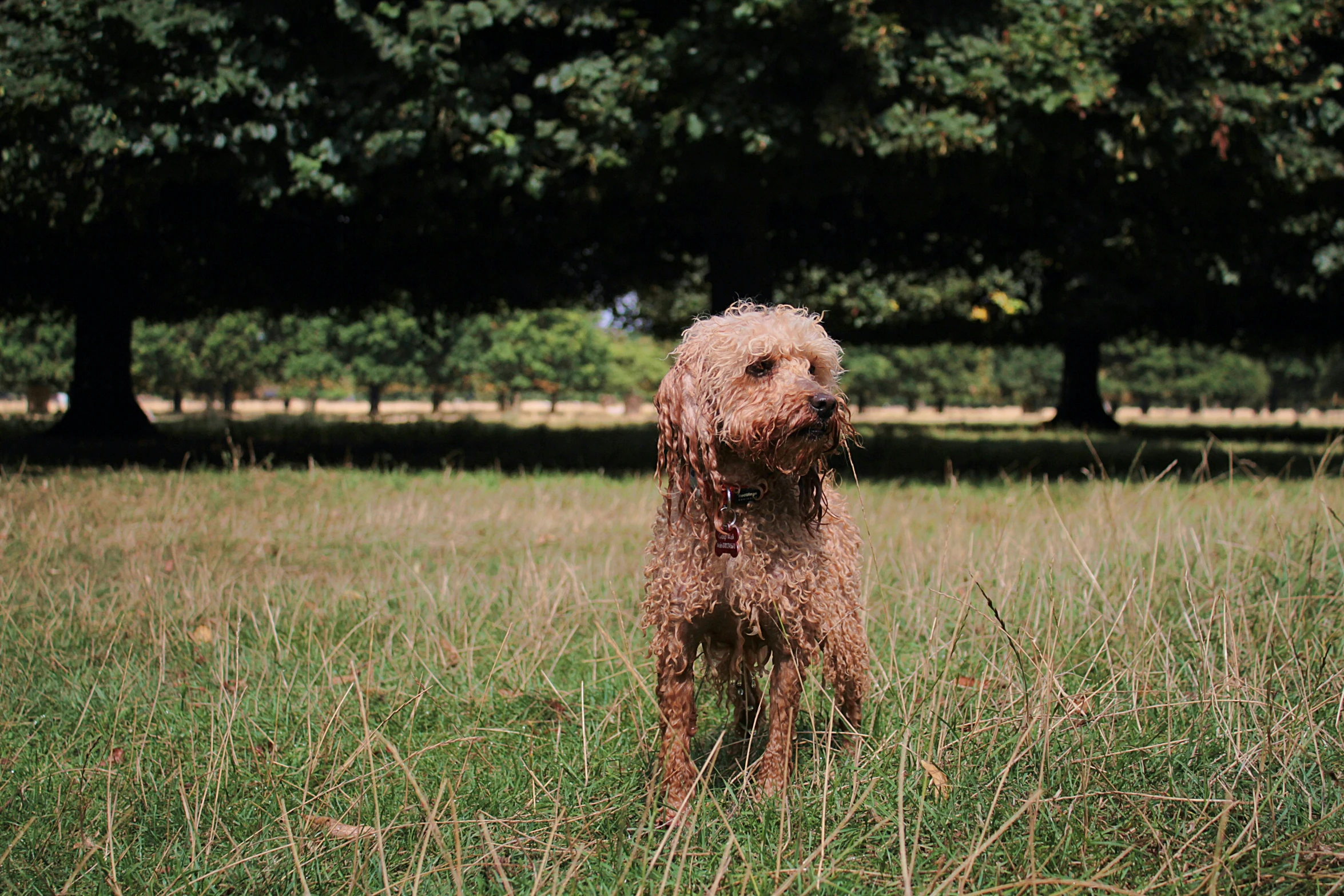 a dog standing in a grass field, looking up at the camera