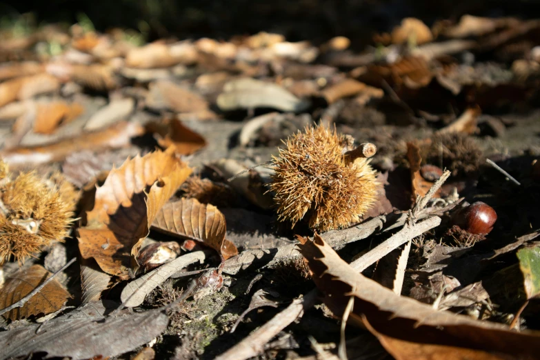 a couple of berries that are on the ground