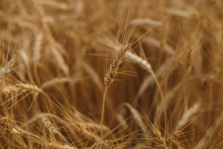 some brown grass and yellow plants in a field