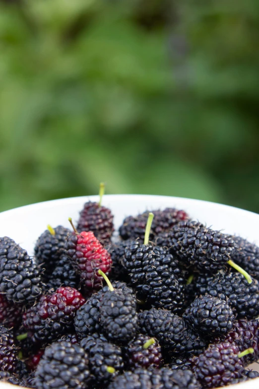 some blackberries have been picked in a bowl