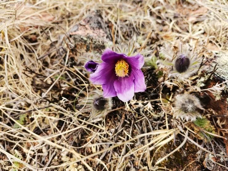 a small purple flower grows on dry brown grass
