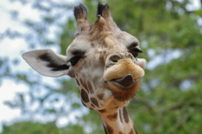 there is a giraffe that is sticking out his tongue