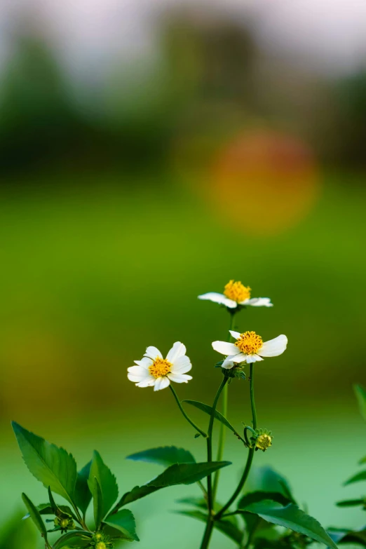 three white daisies standing beside green leaves