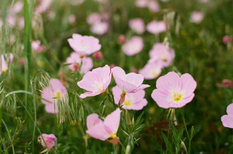 a field full of pink flowers sitting on the side of a road