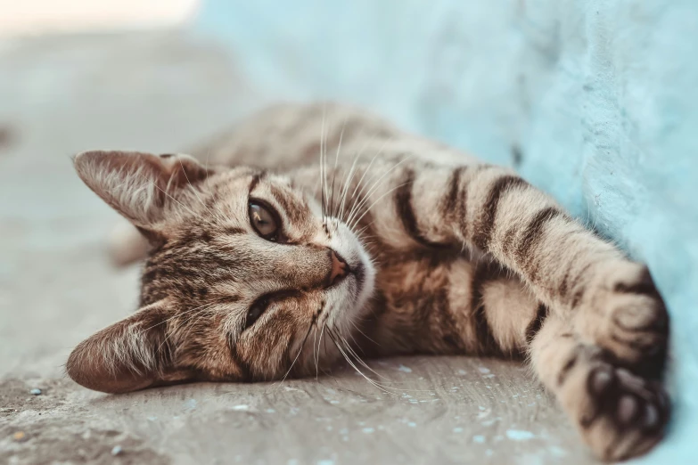 a cat laying on its back with it's head above its paw