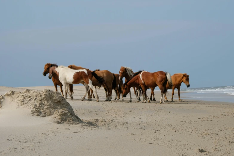 a group of brown and white horses walking in sand