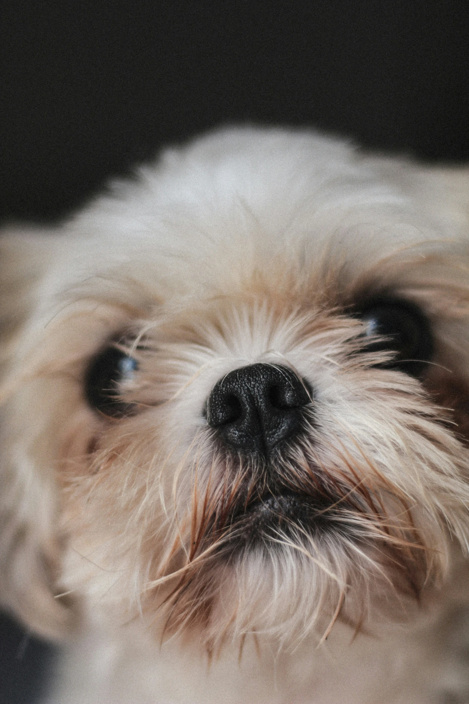 a small dog with a gy white fur and blue eyes