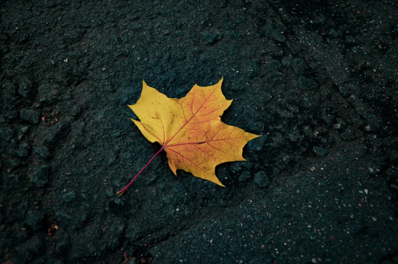 a leaf with yellow and red colors laying on black gravel