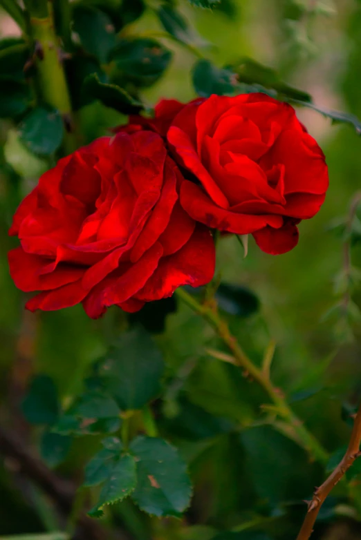 two large red roses hanging from a vine