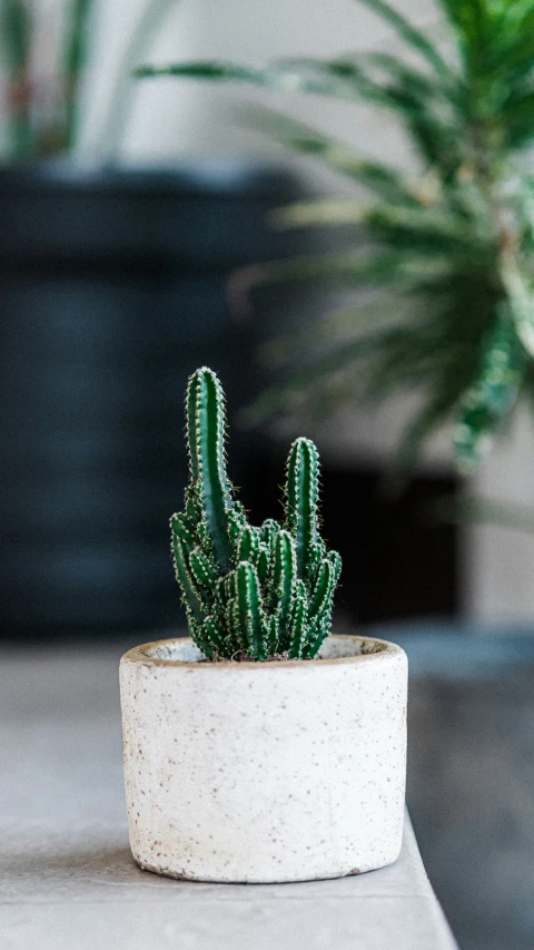 a cactus in a white pot sitting on a counter