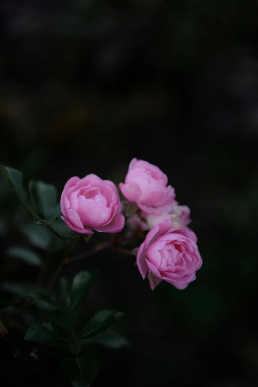 a close up of a pink flower on the stem