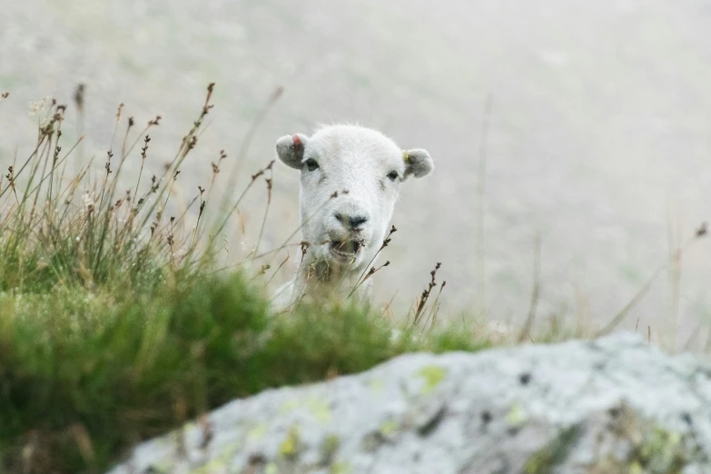 a sheep is standing in a field looking into the camera