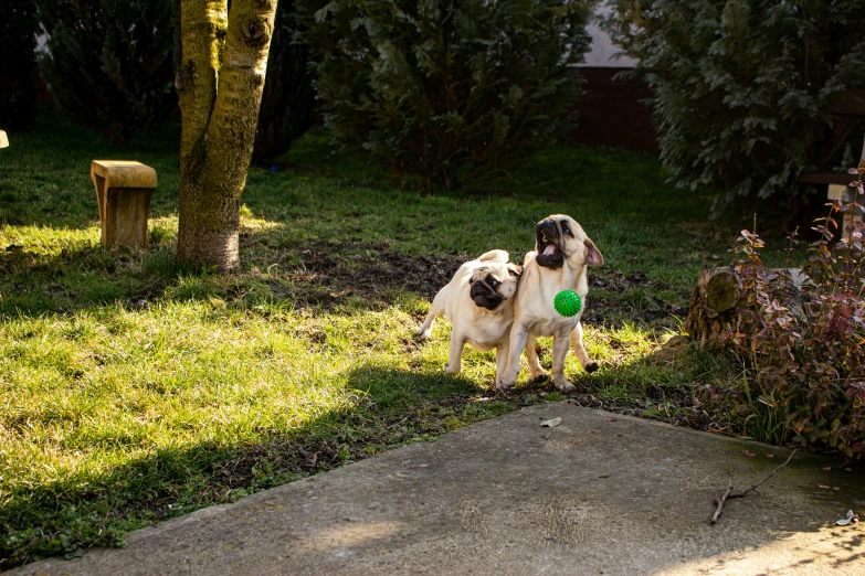 two dogs fighting over a green ball in the yard