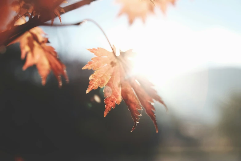 orange leaves are seen during the early afternoon