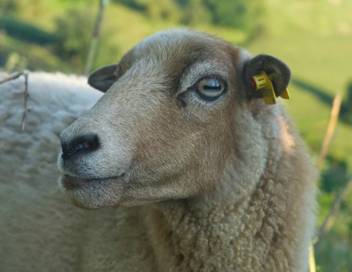 a sheep standing with its head facing the camera