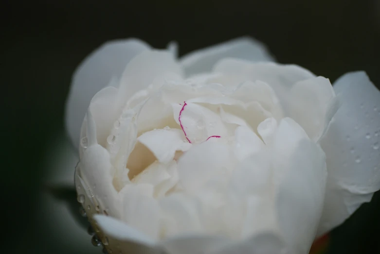 a white flower with drops of rain on it