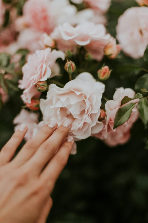 someones hand over pink flowers on top of green leaves