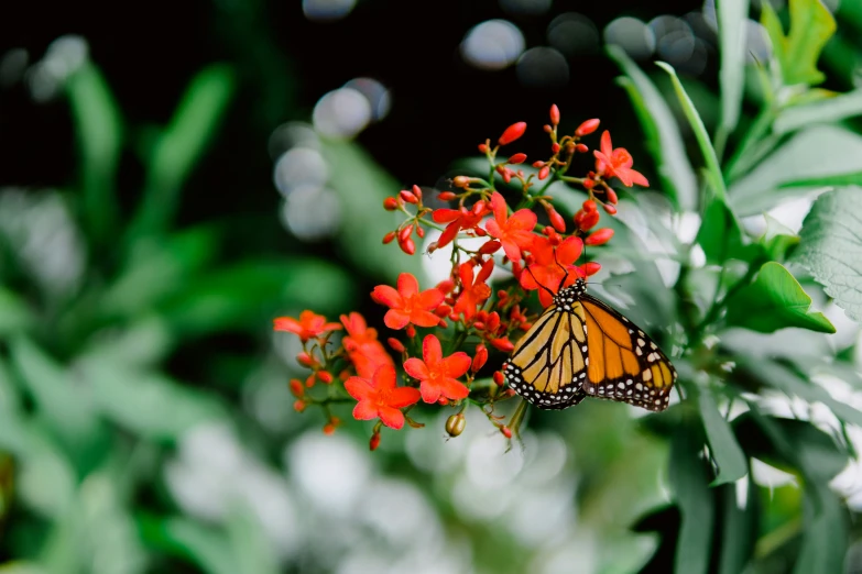 a monarch erfly landing on a flower that looks like red