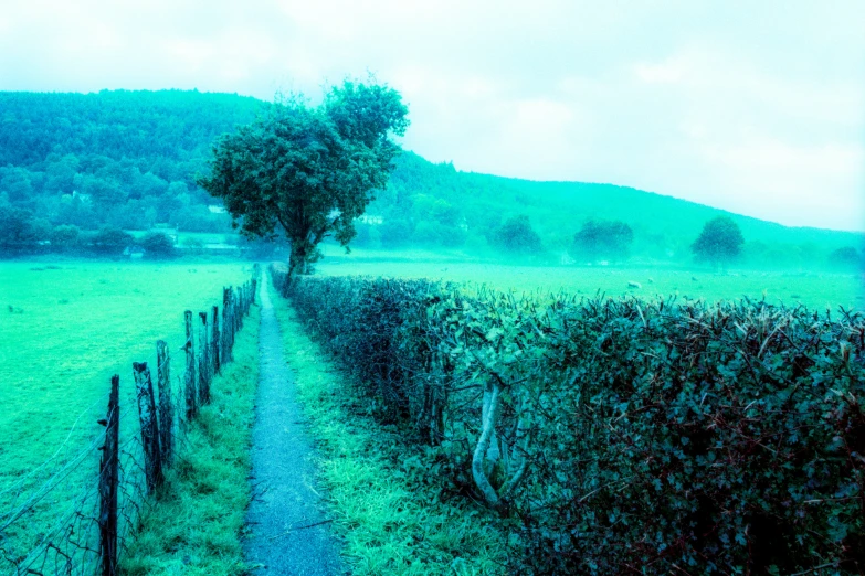 a tree in the middle of a grass field