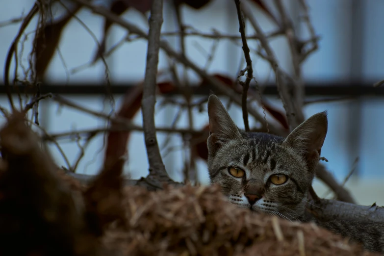 a cat resting in a pile of straw next to a plant